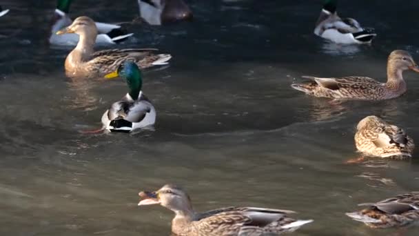 Ducks swim in the pond. Wild duck — Stock Video