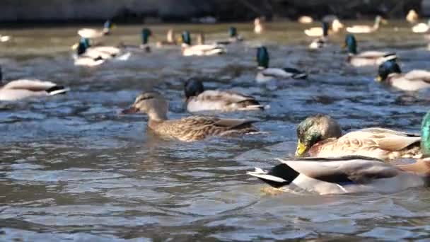 Ducks swim in the pond. Wild duck — Stock Video