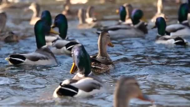 Os patos nadam no lago. Pato selvagem — Vídeo de Stock