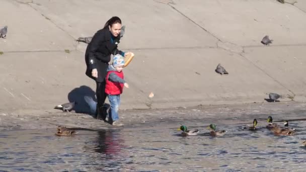 母亲和儿子喂鸭子。野鸭 — 图库视频影像