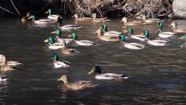 Le anatre nuotano nello stagno. Anatra selvatica — Video Stock