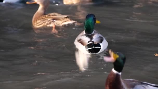 Ducks swim in the pond. Wild duck — Stock Video