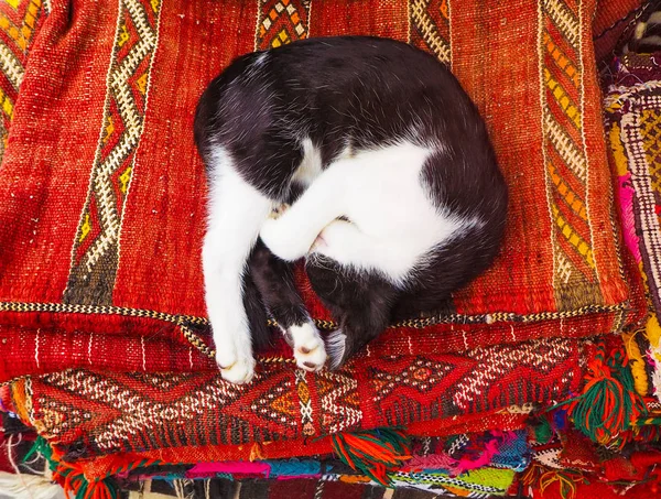 Gatos Tirados Las Calles Del Mercado Marruecos — Foto de Stock