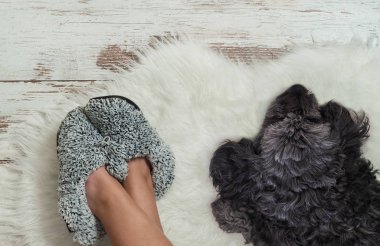 Köpek terlik yakınındaki bir ahşap zemin üzerinde yalan. Rahat, sıcak, rahat