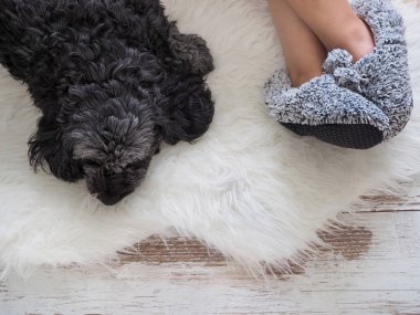 Köpek terlik yakınındaki bir ahşap zemin üzerinde yalan. Rahat, sıcak, rahat