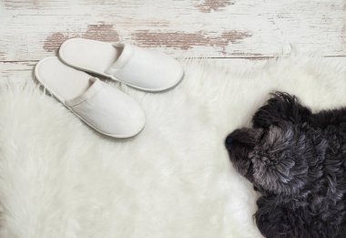 Köpek terlik yakınındaki bir ahşap zemin üzerinde yalan. Rahat, sıcak, rahat