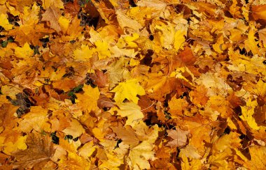 Düşmüş akçaağaç yaprakları ile renkli sonbahar arka plan