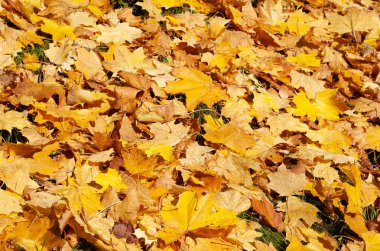 Düşmüş akçaağaç yaprakları ile renkli sonbahar arka plan