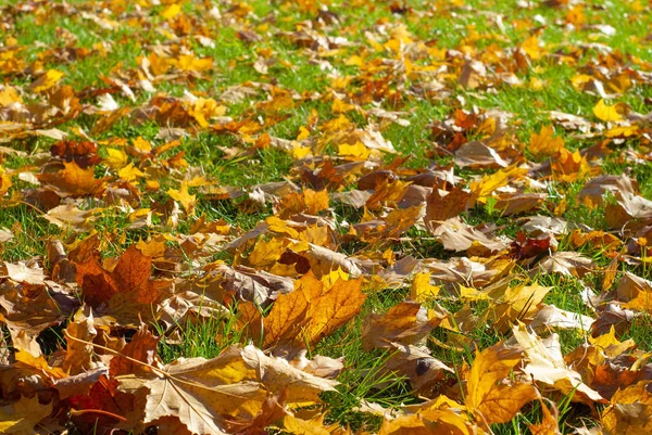 Colorful autumn background with fallen maple leaves — Stock Photo, Image