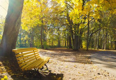 Litvanya 'da sarı ağaçlarla güneşli bir sonbahar