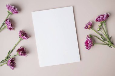 Beyaz boş tebrik kartı ya da bej arka planda mor çiçek süslemesi olan davetiye kartı. Sunum uydurma. Düz konum, kopyalama alanı olan üst görünüm. En küçük arkaplan