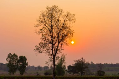 günbatımı ölü ağaçlar, siluet atış ile