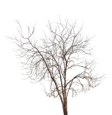 Beyaz arkaplanda izole edilmiş ölü ağaç