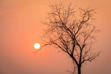 günbatımı ölü ağaçlar, siluet atış ile