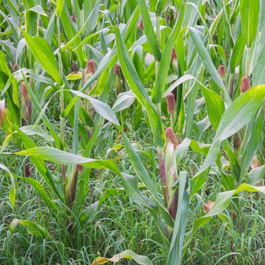 Tatlı Mısır bahçede