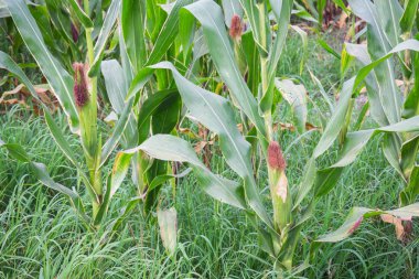 Tatlı Mısır bahçede