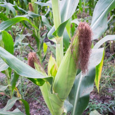 Tatlı Mısır bahçede