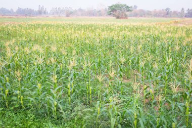 Tatlı Mısır bahçede