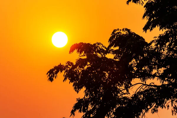 stock image sunset with dead tree, silhouette shot