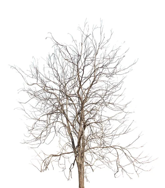 Beyaz arkaplanda izole edilmiş ölü ağaç