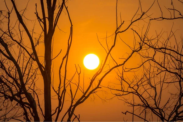 Coucher Soleil Avec Arbre Mort Plan Silhouette — Photo