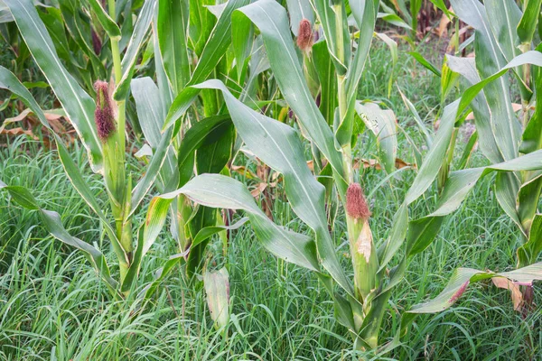 Tatlı Mısır bahçede