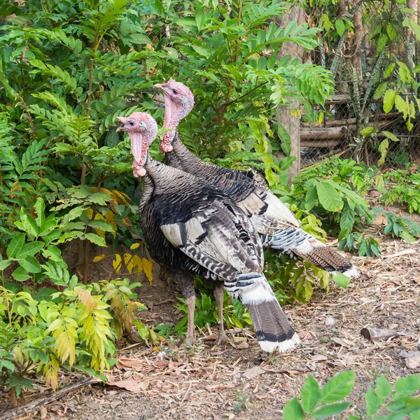 Turkey cock or Turkey bird with green background