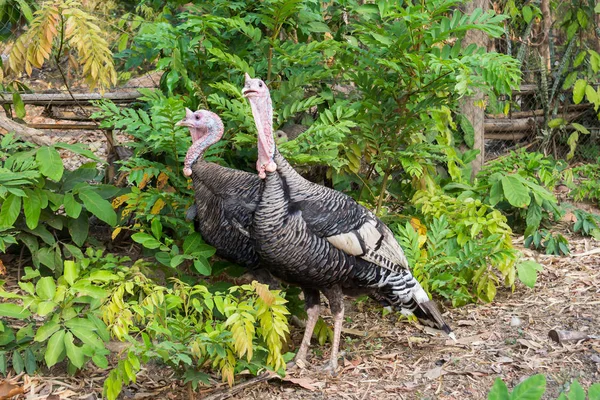 Turkey cock or Turkey bird with green background