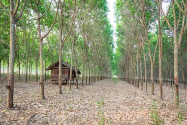 kauçuk ağacı bahçede