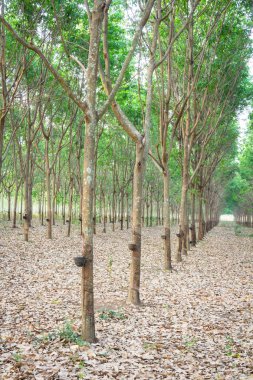 kauçuk ağacı bahçede