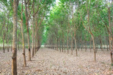 kauçuk ağacı bahçede