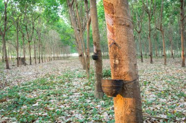 kauçuk ağacı bahçede