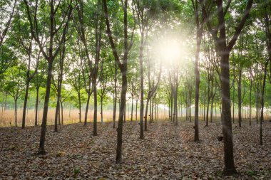 kauçuk ağacı bahçede