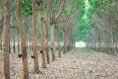 kauçuk ağacı bahçede