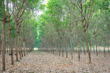 kauçuk ağacı bahçede