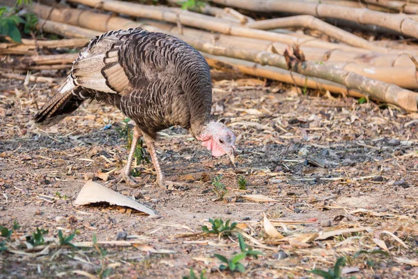 Truthahn Oder Truthahnvogel Mit Grünem Hintergrund — Stockfoto