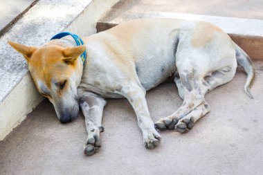 Çimento katta oturan Tay köpek köpek yüzünü kapatmak