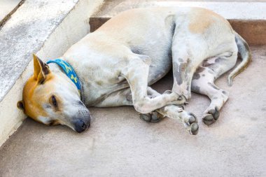 Çimento katta oturan Tay köpek köpek yüzünü kapatmak