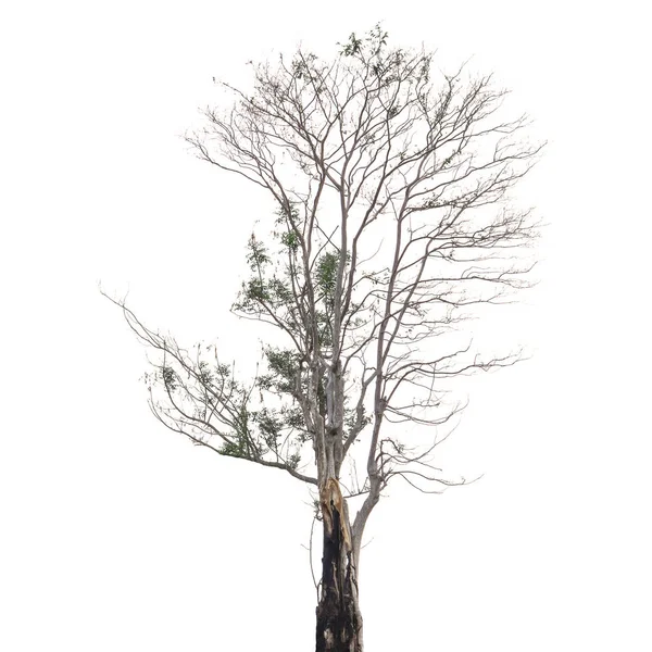 Bomen Geïsoleerd Witte Achtergrond — Stockfoto