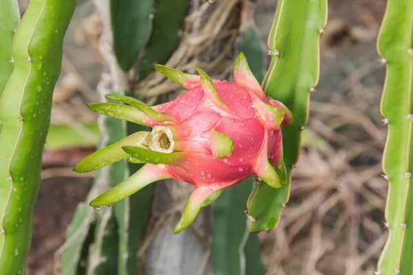 Dragon meyve, ağaç Pitaya