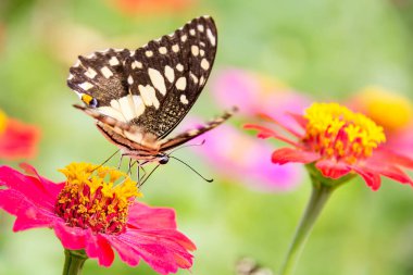 kırmızı çiçekler arka plan üzerinde kelebek