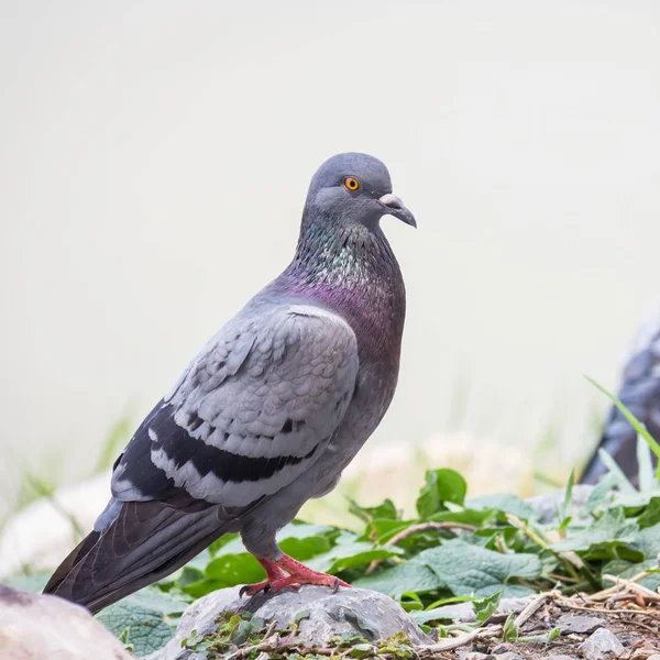 Vad Galamb Galambok Pihent Téli Zöld Park Rét Ringat — Stock Fotó