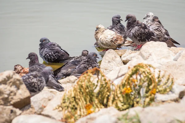 岩石上冬季绿草公园的草地上休息的野鸽鸽子 — 图库照片