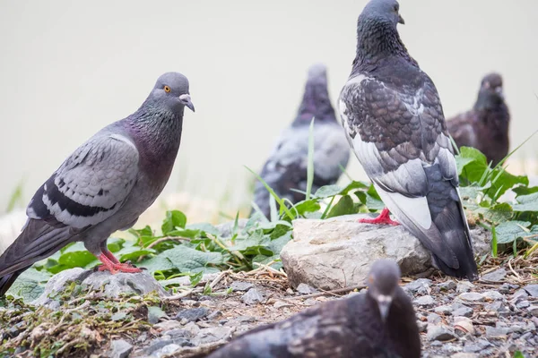 Rock Feral Pigeon Doves Resting Winter Green Grass Park Meadow — Stock Photo, Image