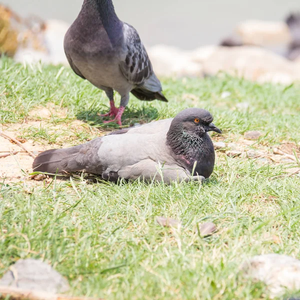 岩石上冬季绿草公园的草地上休息的野鸽鸽子 — 图库照片