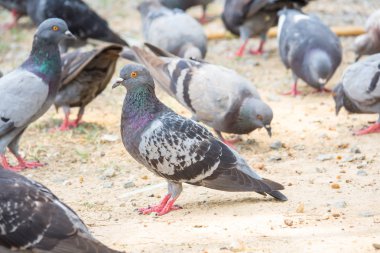 Kış yeşil çim park çayır üzerinde dinlenme yabani güvercin güvercin rock