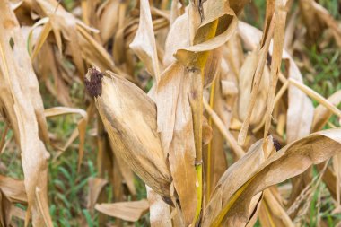 Sahada kurutulmuş Mısır