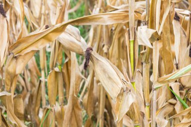 Sahada kurutulmuş Mısır
