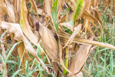 Sahada kurutulmuş Mısır