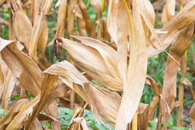 Sahada kurutulmuş Mısır